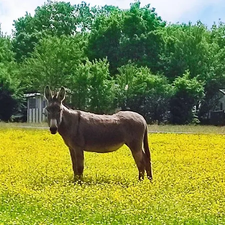 Kemping Mobil-home Avec Terrasse - 6 Pers. - Api-1-52-2125 *